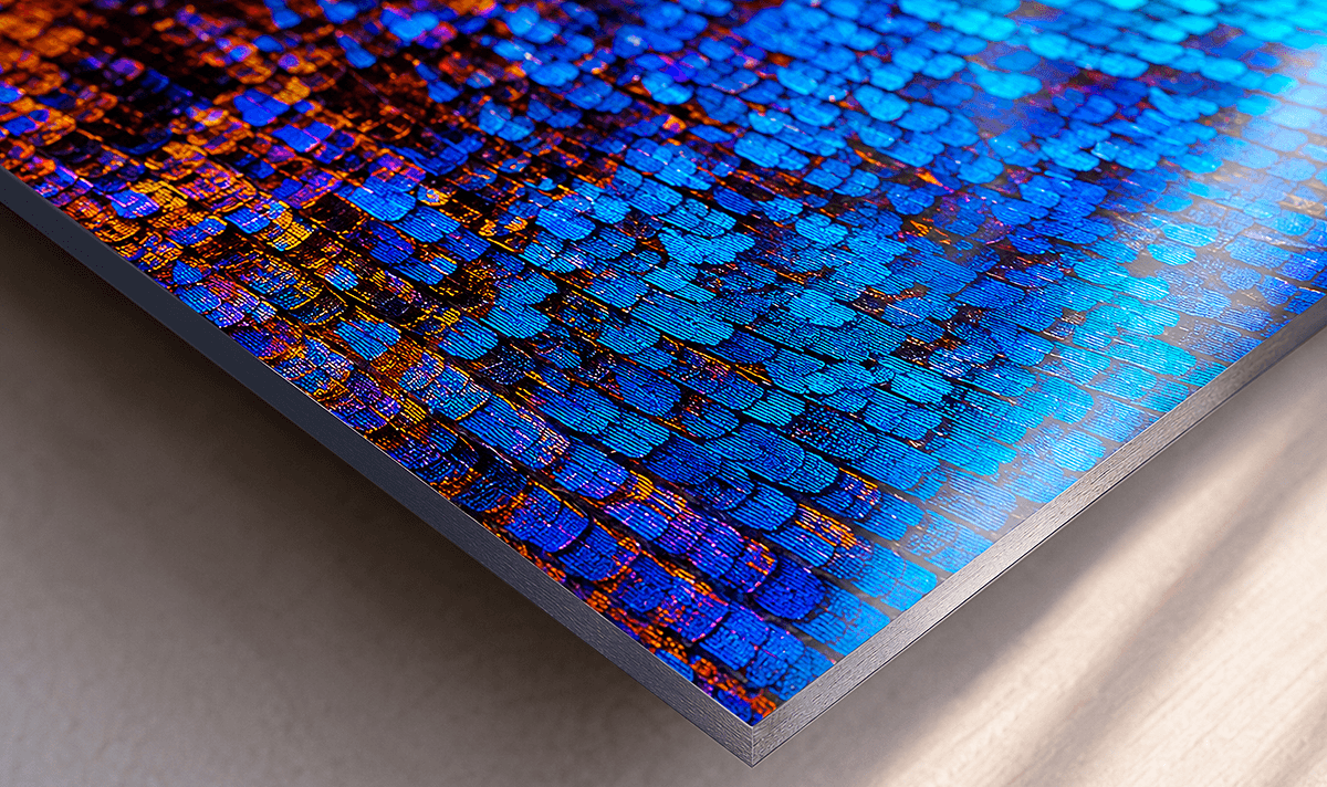 Close-up of a ChromaLuxe metal print edge showing iridescent blue and copper butterfly wing scales, demonstrating precise detail reproduction