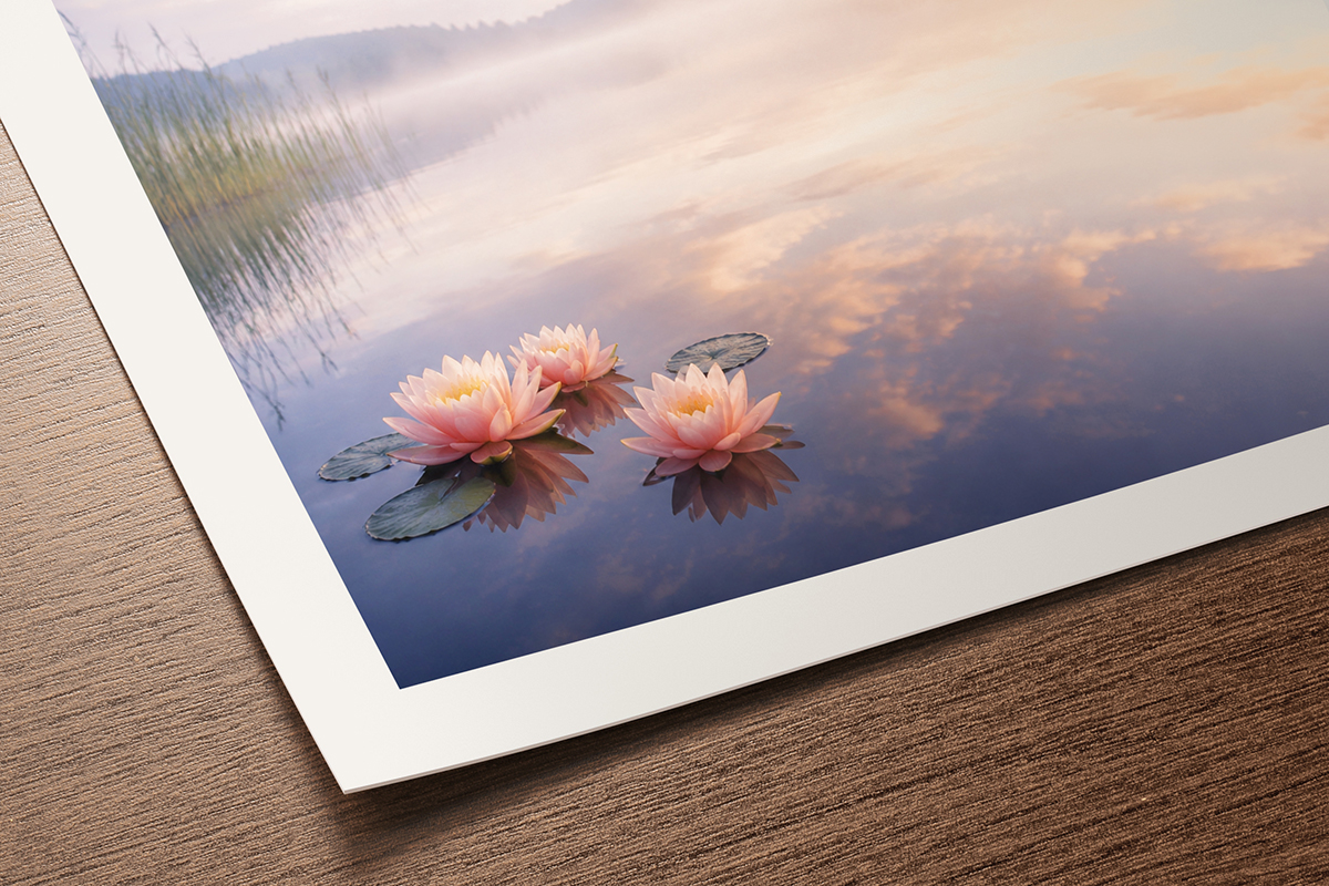 Fine art print on Photo Rag Ultra Smooth paper showing pink water lilies floating on a calm lake at dawn, exceptionally smooth matte surface